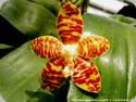 Phal. amboinensis var. flavida